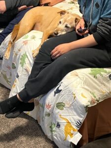 Dog on bed